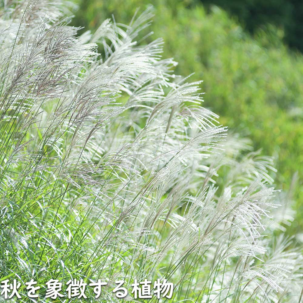 すすき（苗） | 花、ガーデニング のおすすめ人気商品一覧 通販