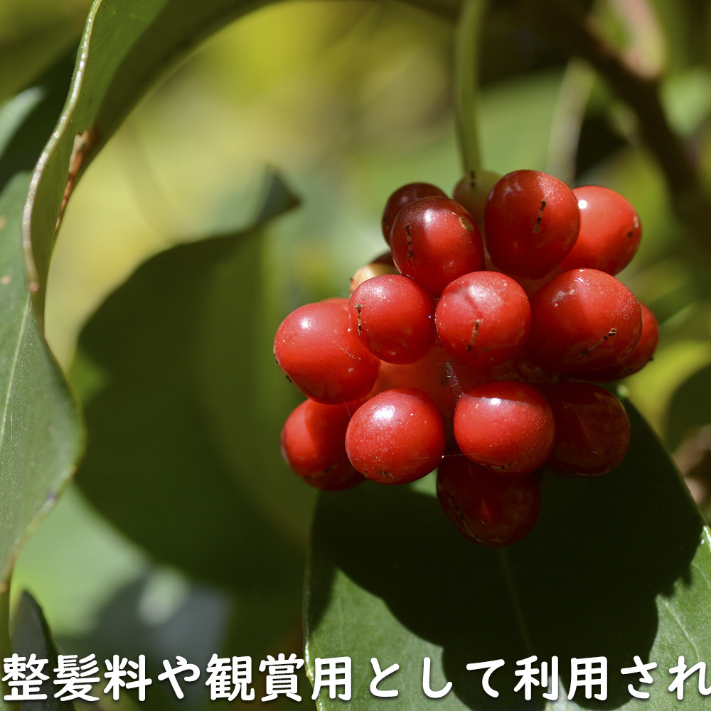 サネカズラ 10.5cmポット 苗 |  | 11