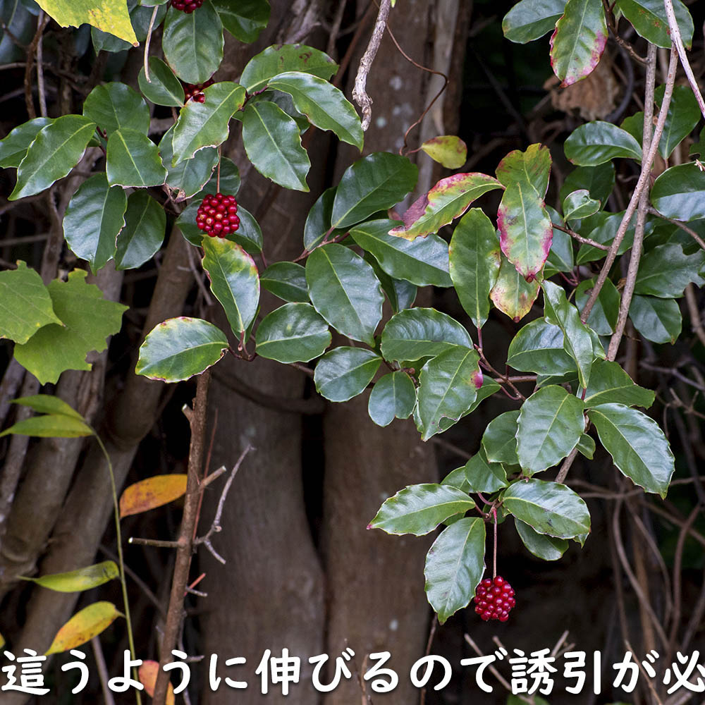 サネカズラ 10.5cmポット 苗 |  | 17