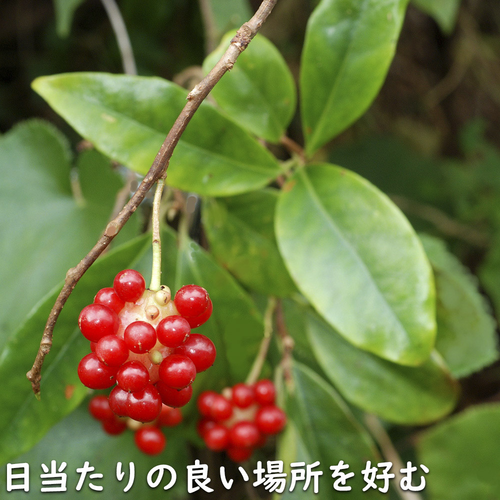 サネカズラ 10.5cmポット 苗 |  | 18