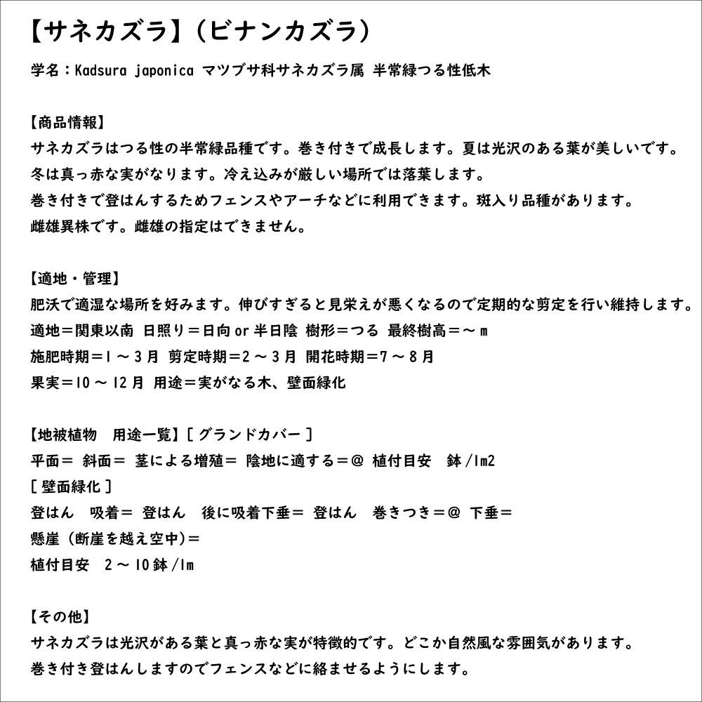 サネカズラ 10.5cmポット 苗 |  | 07