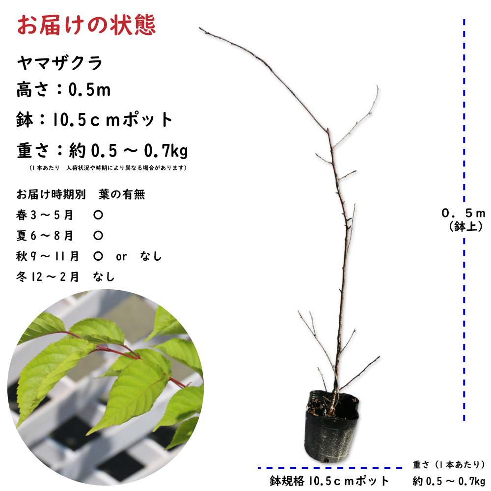 ヤマザクラ 0.5m 10.5cmポット 苗｜green-netbox｜02