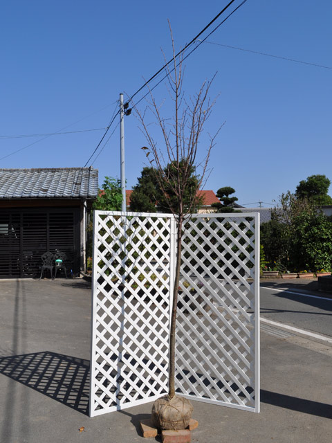 ヤマザクラ 2.5m 露地 苗木 : トオヤマグリーン - 通販 - Yahoo