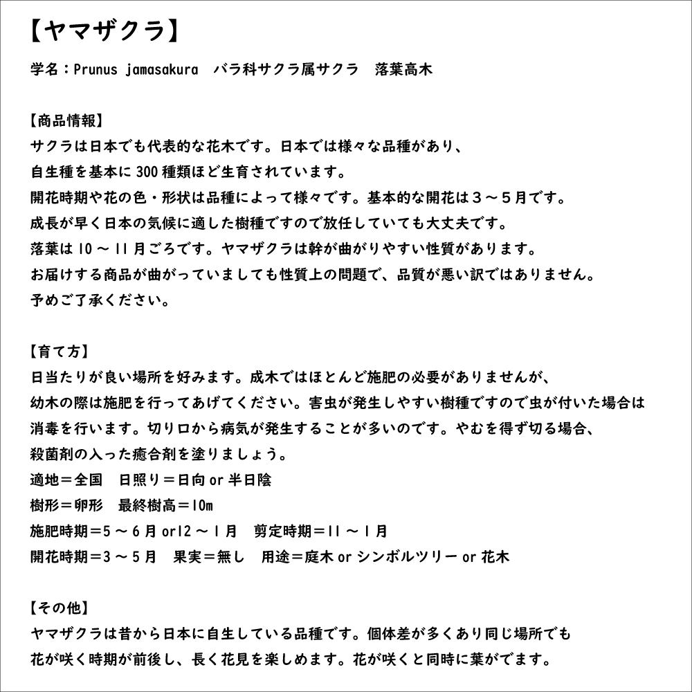 ヤマザクラ 0.5m 10.5cmポット 苗｜green-netbox｜08