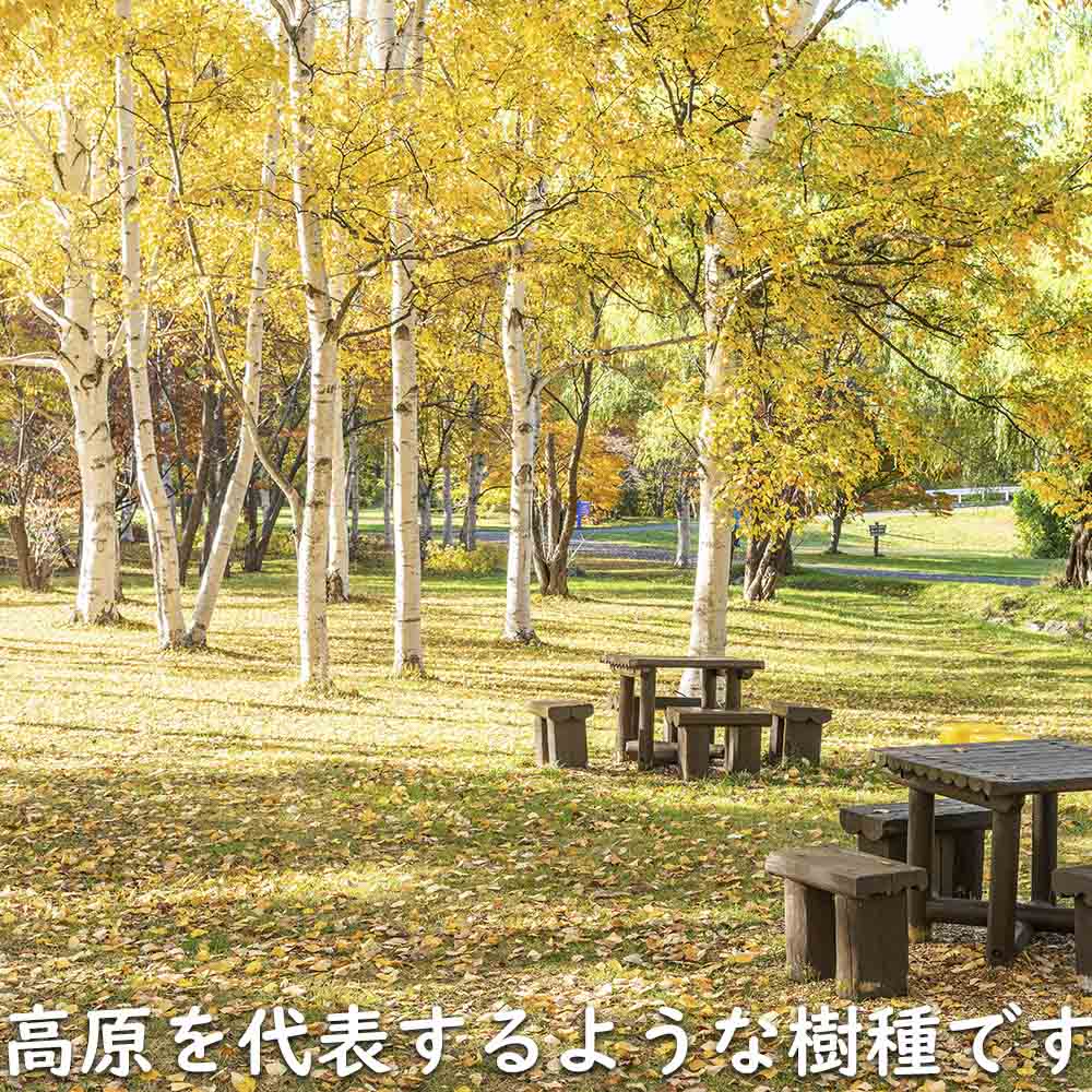 シラカバ出品 シラカバ 単木 1.5m 露地 苗木 : トオヤマグリーン - 通販