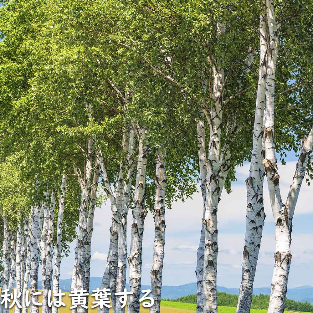 白樺苗木　1.4メートル　１本他小苗１０本！ 71X6xvb+PML._UF350,350_QL50_.jpg