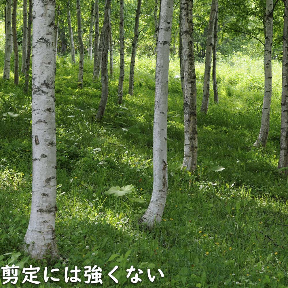 シラカバ 単木 1.5m 露地 苗木｜green-netbox｜16