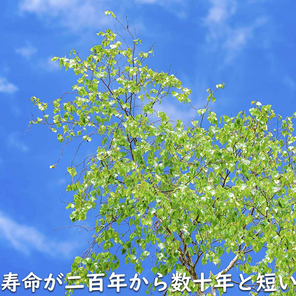 シラカバ 単木 1.5m 露地 苗木｜green-netbox｜18