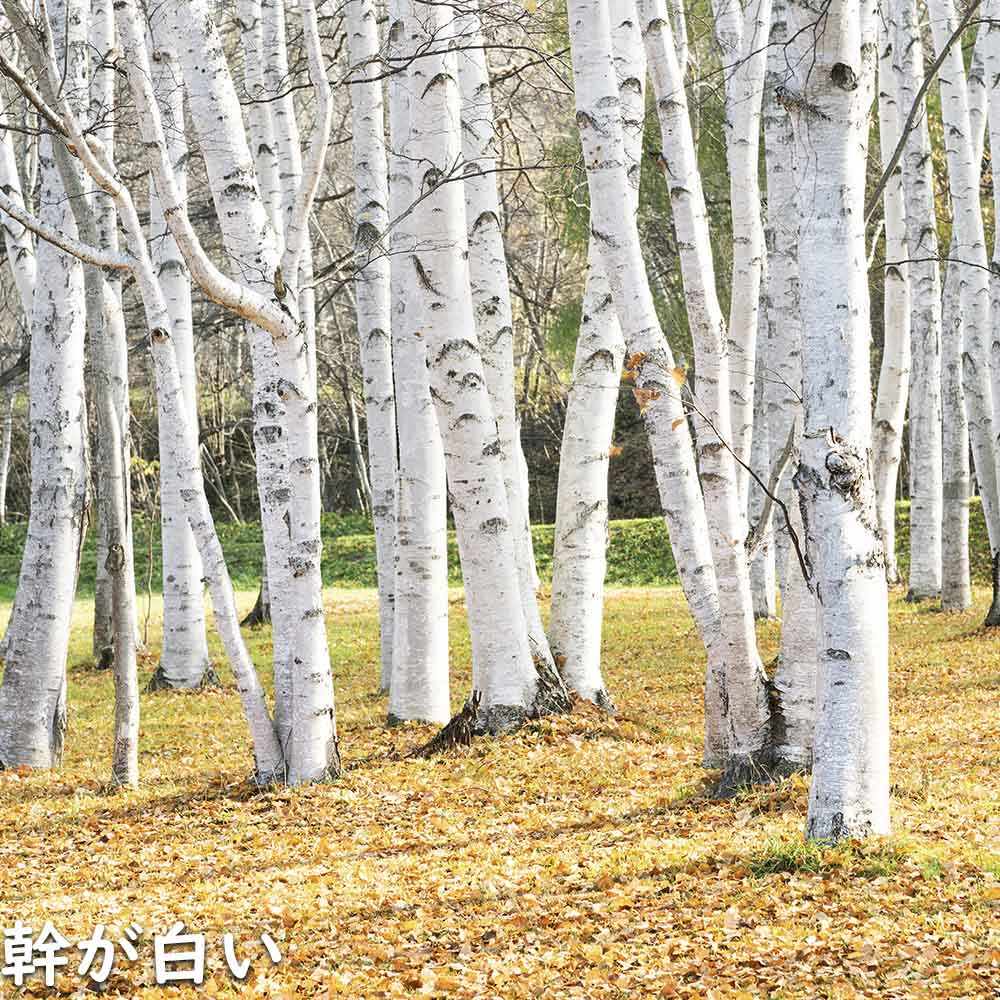 シラカバ 0.5m 10.5cmポット 5本 苗 最大62%OFFクーポン - 落葉樹