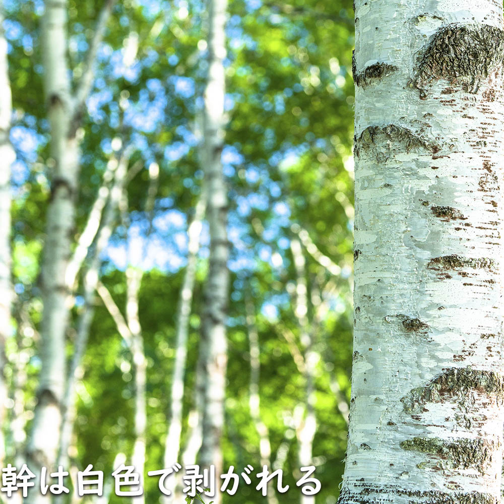 シラカバ 単木 1.5m 露地 苗木｜green-netbox｜05