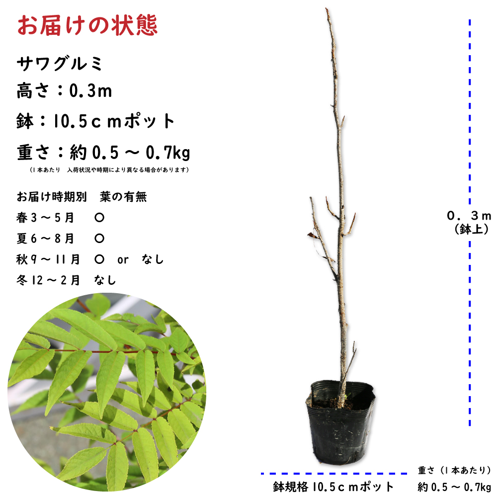 ノグルミ 0.2m 10.5cmポット 苗 - 植木、庭木