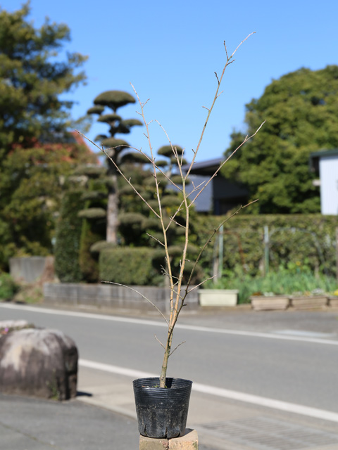 サワフタギ 0.3m 10.5cmポット 10本 苗の画像