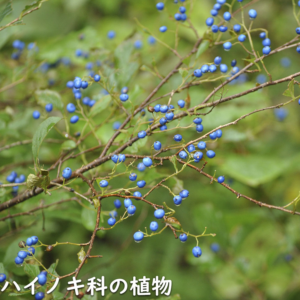 サワフタギ 株立ち 2m 露地 苗木