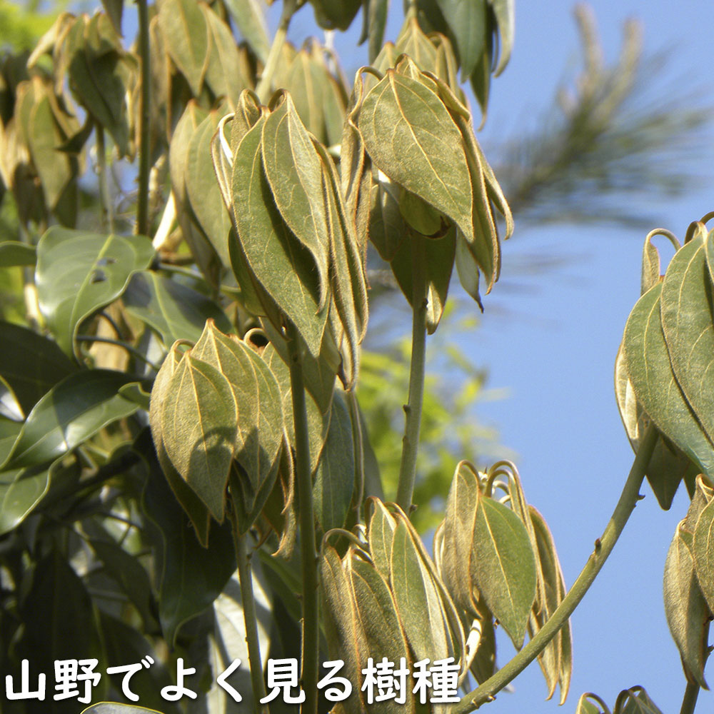 シロダモ 2.3m 露地 苗木 : トオヤマグリーン - 通販 - Yahoo!ショッピング