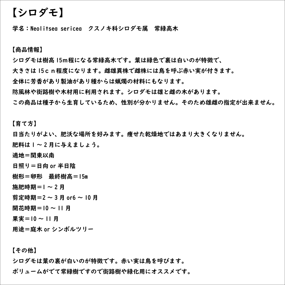 シロダモ 0.5m 10.5cmポット 10本 苗｜green-netbox｜08