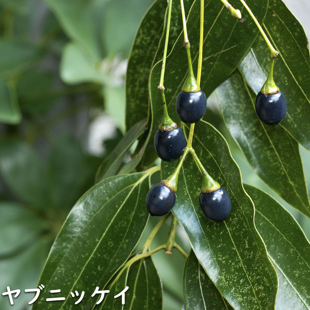 ヤブニッケイ 2m 露地 苗木 商品情報 【ヤブニッケイ】 読み:やぶにっけい 学名:Cinnamomum tenui ヤブニッケイ 2m 露地 苗木 商品情報 【ヤブニッケイ】 読み:やぶにっけい 学名:Cinnamomum tenui