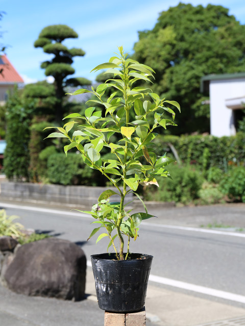 ヤブニッケイ 0.6m 15cmポット 苗 関連画像1