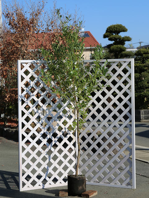 ヤブニッケイ 2m 露地 苗木(11550円)