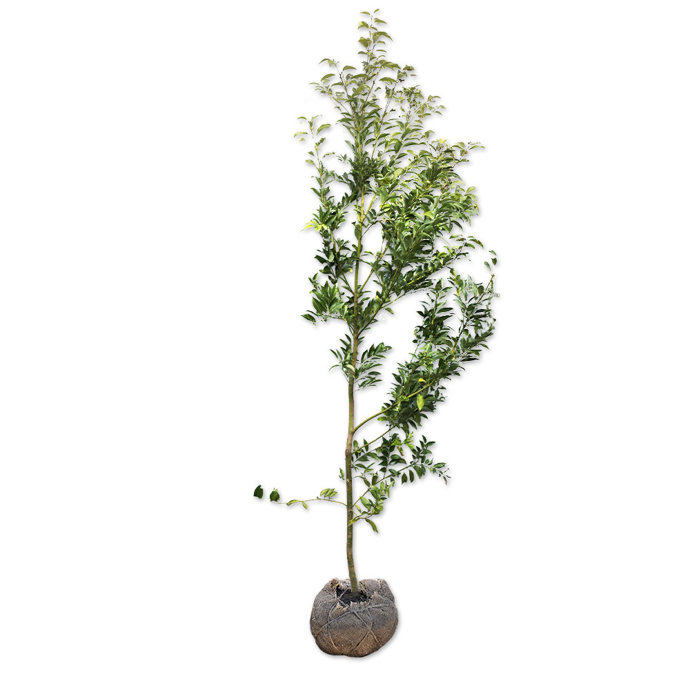 ヤブニッケイ 2.5m 露地 苗木(13750円)