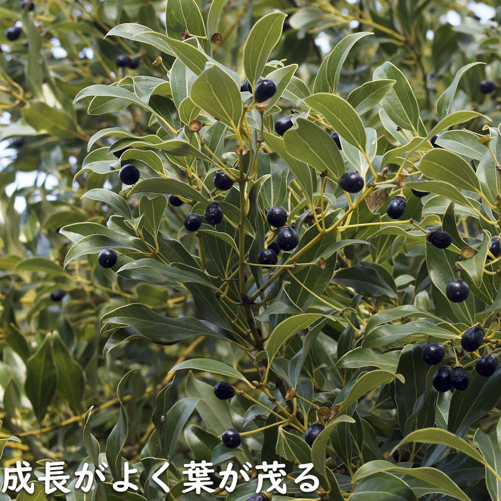 ヤブニッケイ 2m 露地 苗木 商品情報 【ヤブニッケイ】 読み:やぶにっけい 学名:Cinnamomum tenui ヤブニッケイ 2m 露地 苗木 商品情報 【ヤブニッケイ】 読み:やぶにっけい 学名:Cinnamomum tenui