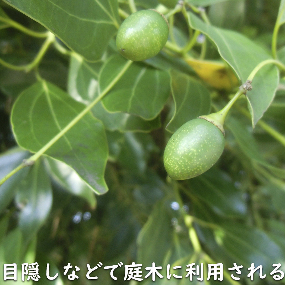 ヤブニッケイ 2m 露地 苗木 商品情報 【ヤブニッケイ】 読み:やぶにっけい 学名:Cinnamomum tenui ヤブニッケイ 2m 露地 苗木 商品情報 【ヤブニッケイ】 読み:やぶにっけい 学名:Cinnamomum tenui