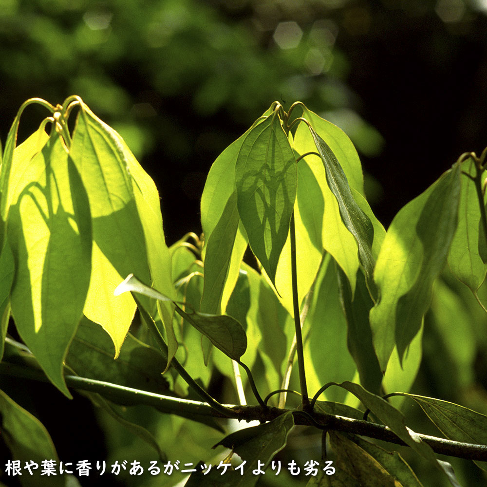 ヤブニッケイ 2m 露地 苗木 商品情報 【ヤブニッケイ】 読み:やぶにっけい 学名:Cinnamomum tenui ヤブニッケイ 2m 露地 苗木 商品情報 【ヤブニッケイ】 読み:やぶにっけい 学名:Cinnamomum tenui