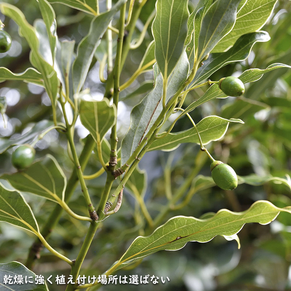 ヤブニッケイ 2m 露地 苗木 商品情報 【ヤブニッケイ】 読み:やぶにっけい 学名:Cinnamomum tenui ヤブニッケイ 2m 露地 苗木 商品情報 【ヤブニッケイ】 読み:やぶにっけい 学名:Cinnamomum tenui