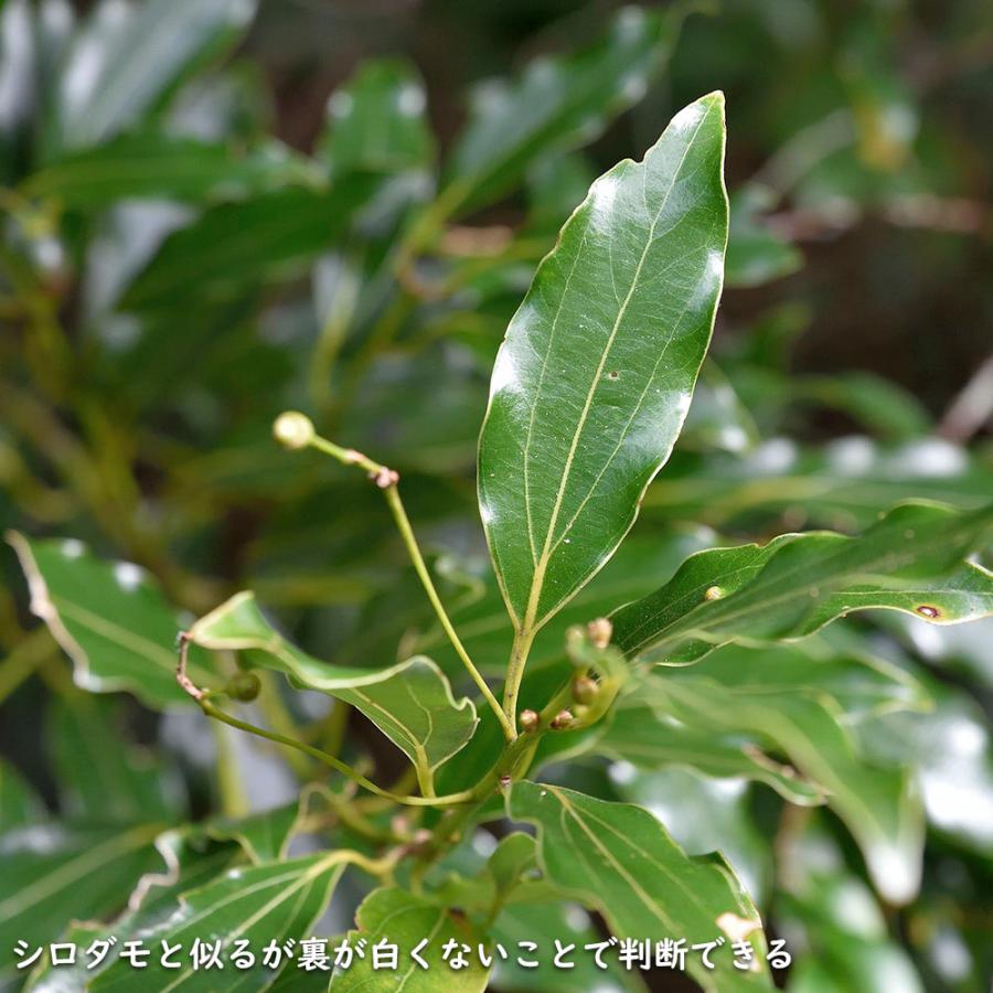 ヤブニッケイ 2m 露地 苗木 商品情報 【ヤブニッケイ】 読み:やぶにっけい 学名:Cinnamomum tenui ヤブニッケイ 2m 露地 苗木 商品情報 【ヤブニッケイ】 読み:やぶにっけい 学名:Cinnamomum tenui