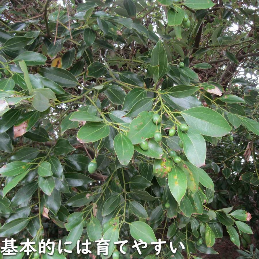 ヤブニッケイ 2m 露地 苗木 商品情報 【ヤブニッケイ】 読み:やぶにっけい 学名:Cinnamomum tenui ヤブニッケイ 2m 露地 苗木 商品情報 【ヤブニッケイ】 読み:やぶにっけい 学名:Cinnamomum tenui