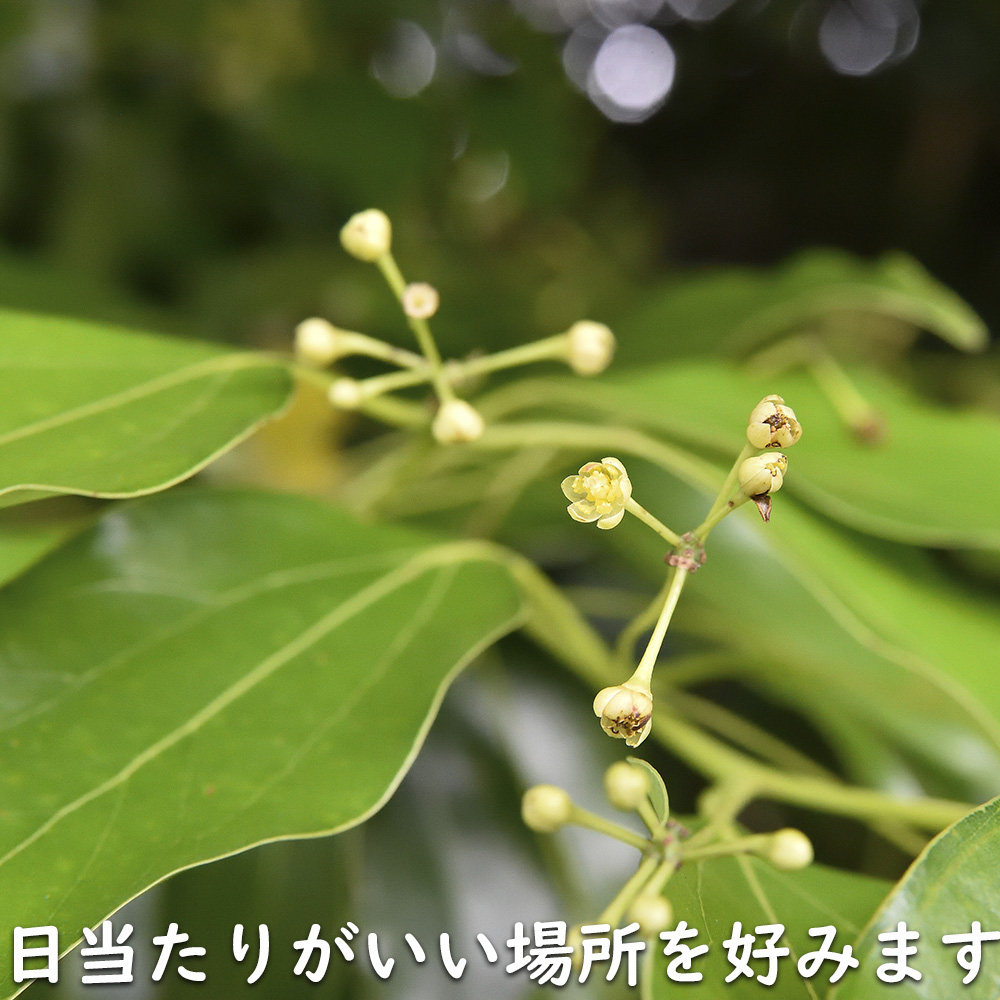 ヤブニッケイ 2m 露地 苗木 ヤブニッケイ 商品情報