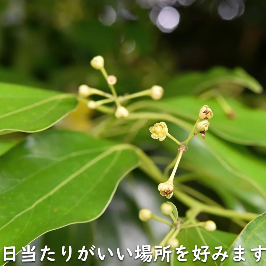 ヤブニッケイ 2m 露地 苗木 商品情報 【ヤブニッケイ】 読み:やぶにっけい 学名:Cinnamomum tenui ヤブニッケイ 2m 露地 苗木 商品情報 【ヤブニッケイ】 読み:やぶにっけい 学名:Cinnamomum tenui