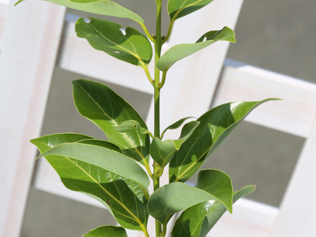 ヤブニッケイ 2m 露地 苗木 商品情報 【ヤブニッケイ】 読み:やぶにっけい 学名:Cinnamomum tenui ヤブニッケイ 2m 露地 苗木 商品情報 【ヤブニッケイ】 読み:やぶにっけい 学名:Cinnamomum tenui