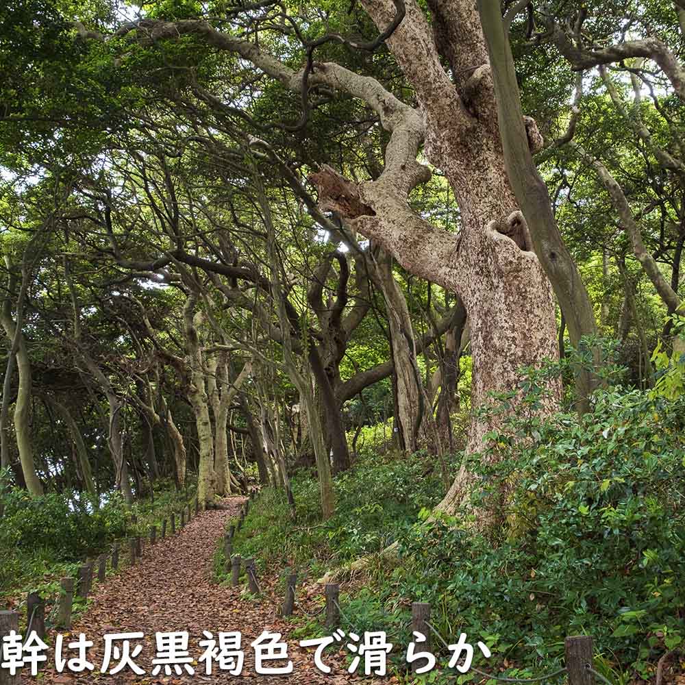 ヤブニッケイ 0.6m 15cmポット 苗 関連画像4
