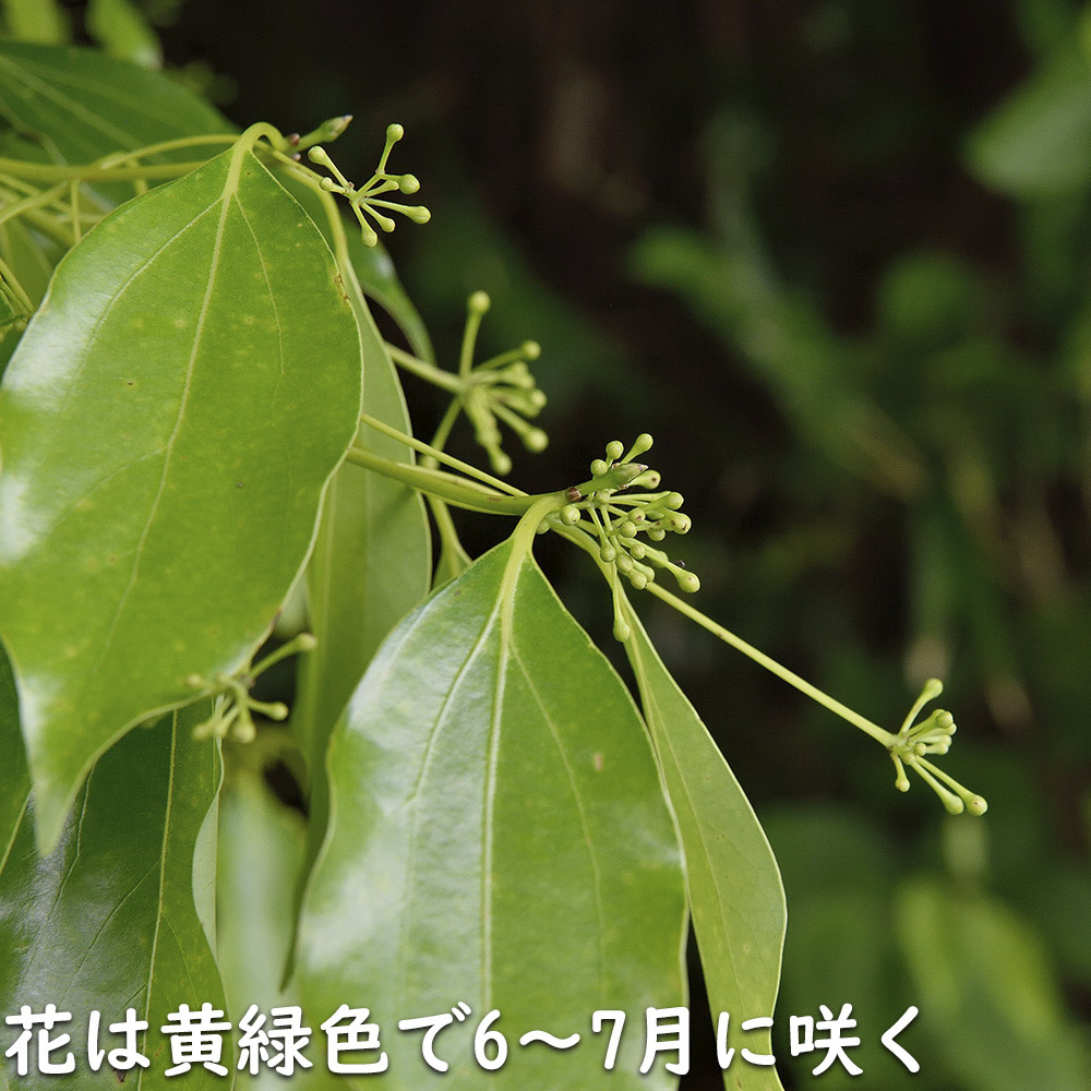 ヤブニッケイ 2m 露地 苗木 ヤブニッケイ 商品情報