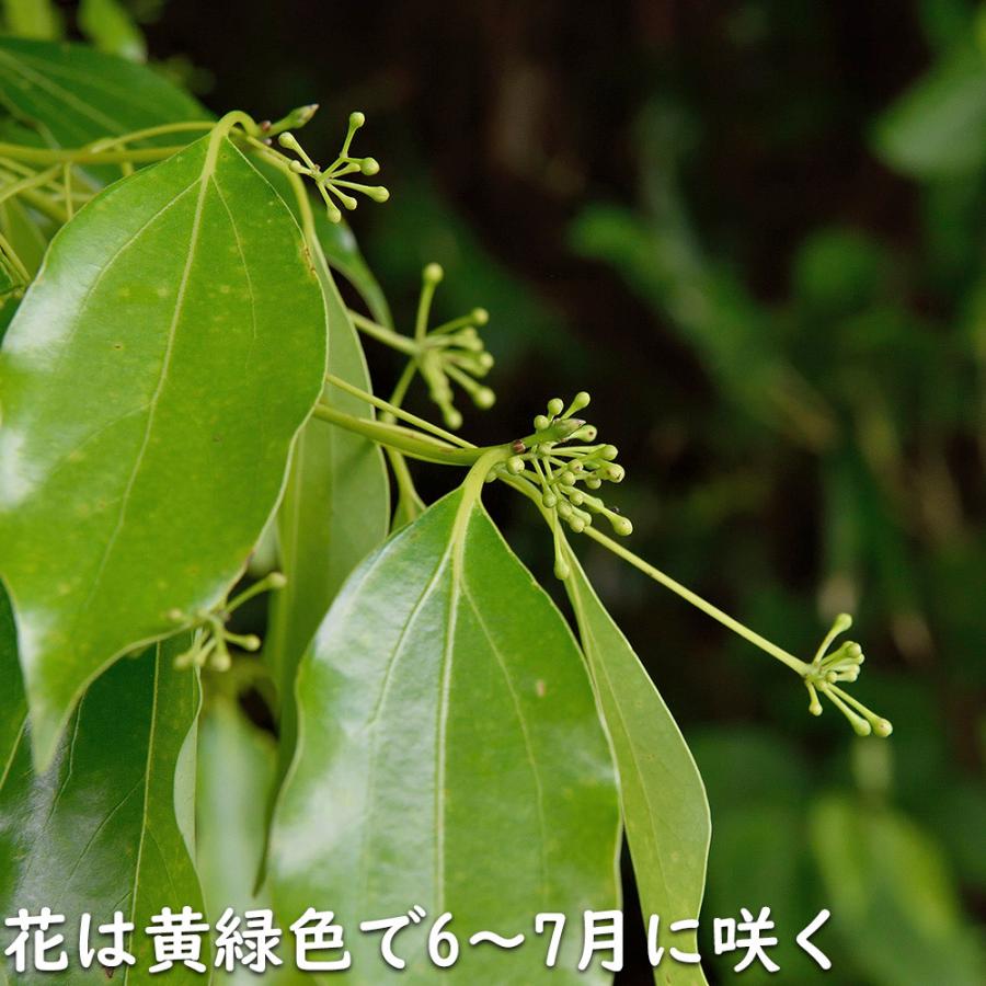 ヤブニッケイ 2m 露地 苗木 商品情報 【ヤブニッケイ】 読み:やぶにっけい 学名:Cinnamomum tenui ヤブニッケイ 2m 露地 苗木 商品情報 【ヤブニッケイ】 読み:やぶにっけい 学名:Cinnamomum tenui