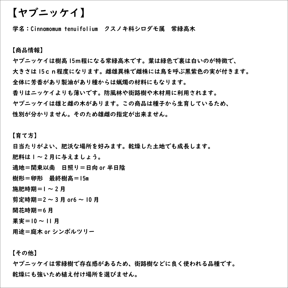 ヤブニッケイ 2m 露地 苗木 ヤブニッケイ 商品情報
