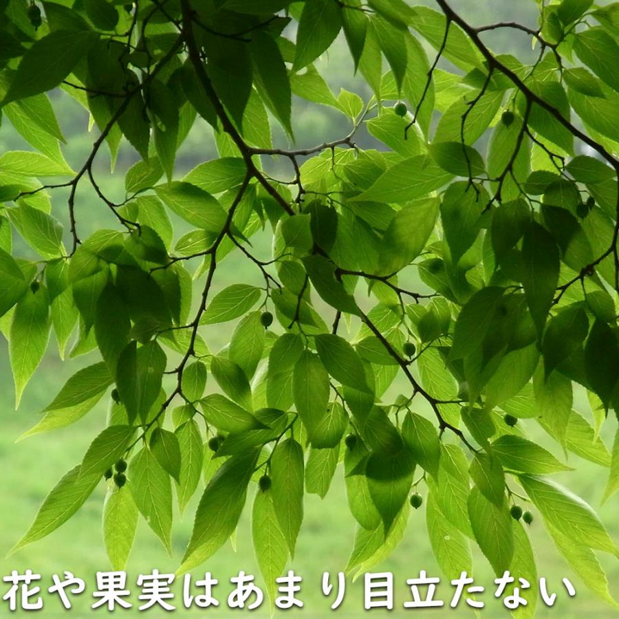 ヤブニッケイ 2m 露地 苗木 商品情報 【ヤブニッケイ】 読み:やぶにっけい 学名:Cinnamomum tenui ヤブニッケイ 2m 露地 苗木 商品情報 【ヤブニッケイ】 読み:やぶにっけい 学名:Cinnamomum tenui