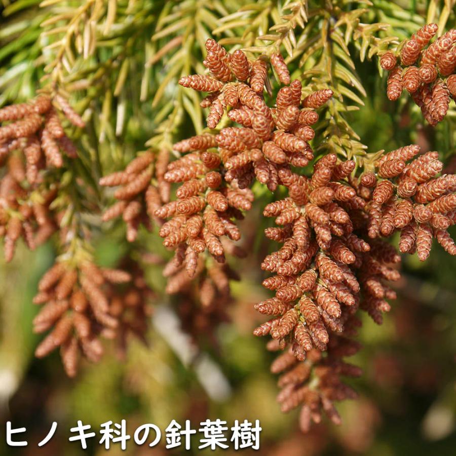 最安値❕ スギ 単木 2m 露地 苗木 【O1596960774】 (10450円)