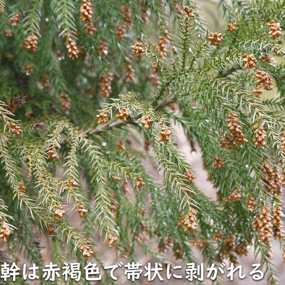 スギ 単木 2m 露地 苗木 スギ 商品情報