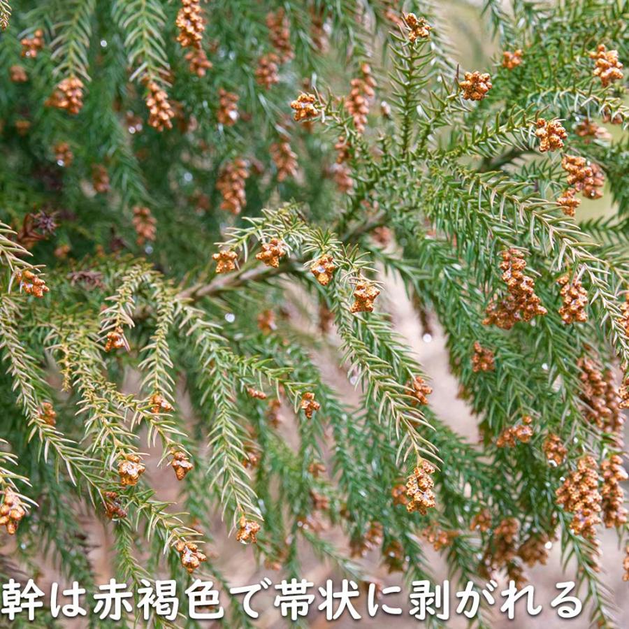 最安値❕ スギ 単木 2m 露地 苗木 【O1596960774】 (10450円)