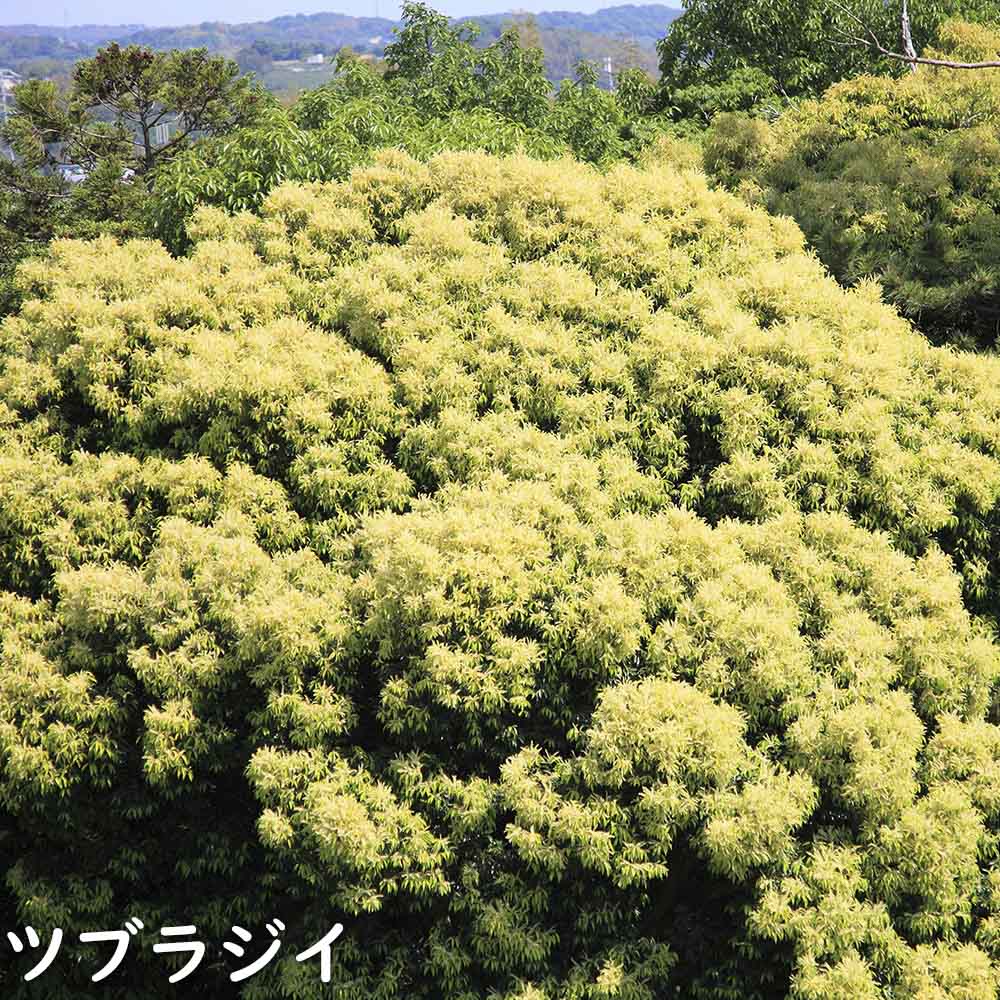 適当な価格 ツブラジイ（コジイ） 0.8m 15cmポット 10本 苗 常緑樹