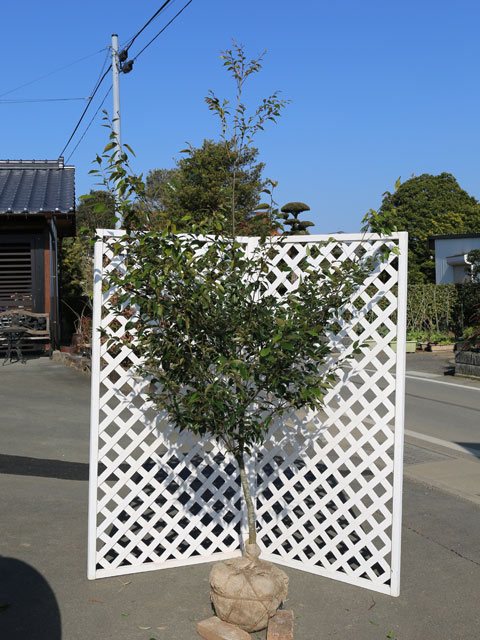 ツブラジイ(コジイ) 単木 2.3m 露地 苗木(11550円)