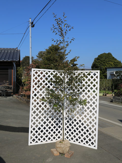 ツブラジイ(コジイ) 単木 2.5m 露地 苗木(12650円)