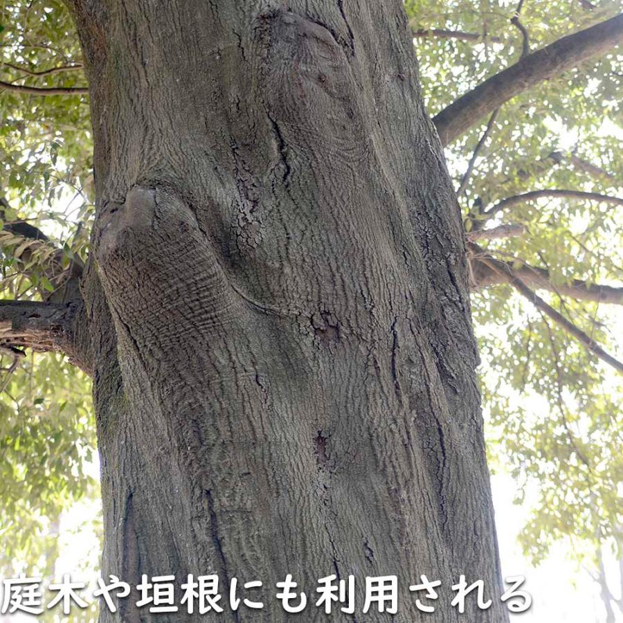ツブラジイ(コジイ) 単木 2.5m 露地 苗木 GMS2565660483
