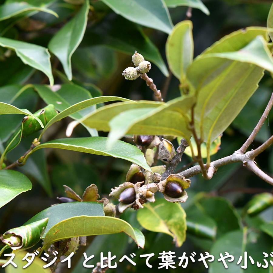 ツブラジイ(コジイ) 単木 2.5m 露地 苗木 GMS2565660483