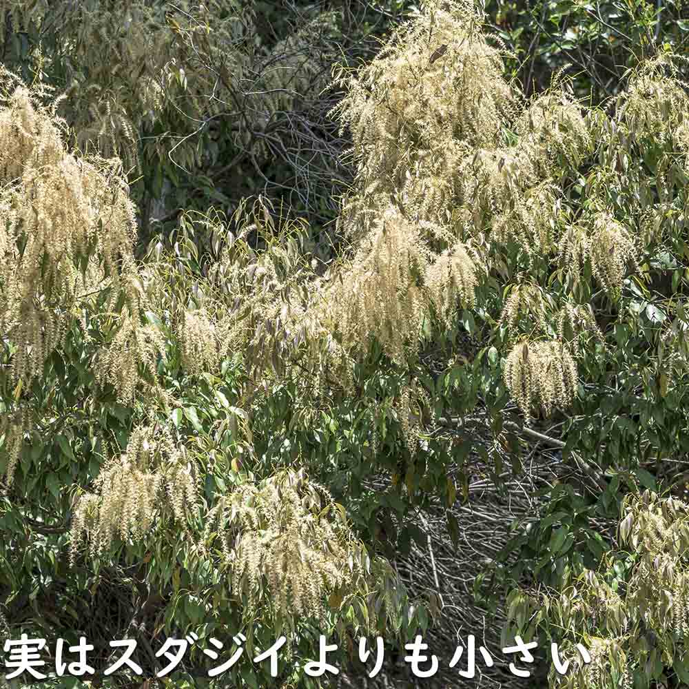 ツブラジイ(コジイ) 単木 2.5m 露地 苗木 GMS2565660483