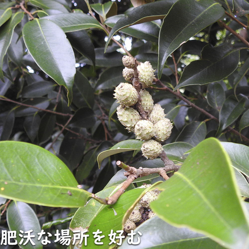 ツブラジイ(コジイ) 単木 2.5m 露地 苗木 GMS2565660483