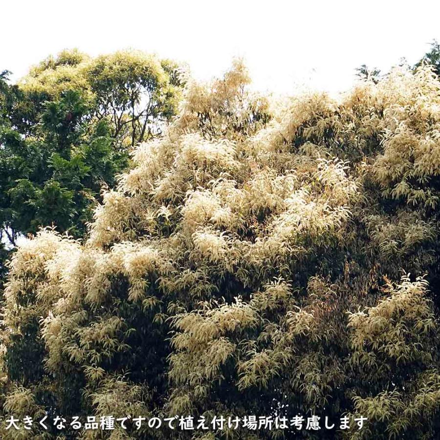 ツブラジイ(コジイ) 単木 2.5m 露地 苗木 GMS2565660483