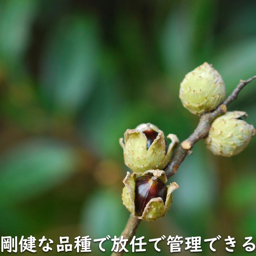 ツブラジイ(コジイ) 単木 2.5m 露地 苗木 GMS2565660483