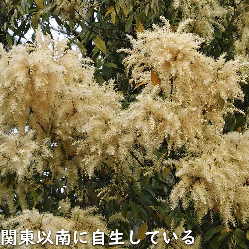 ツブラジイ(コジイ) 単木 2.5m 露地 苗木 GMS2565660483